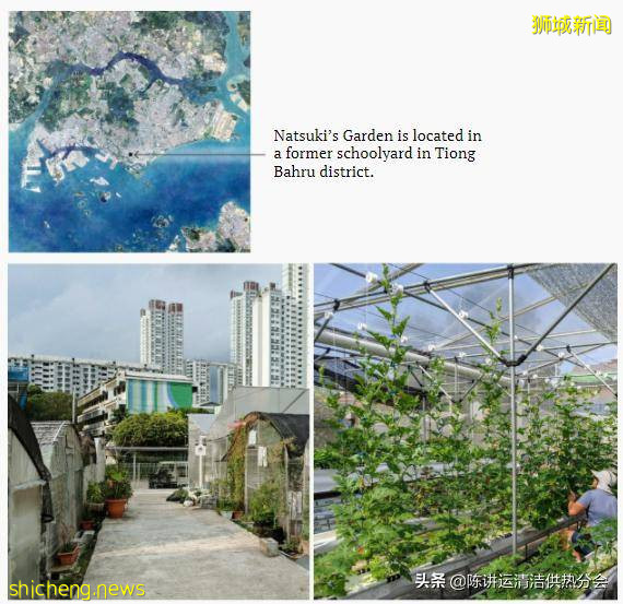 新加坡城市农场改善粮食安全的 3 种方式