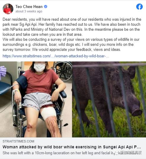 新加坡有多民主? 野鸡、流浪狗和野猪的去留,须由区内居民投票表决