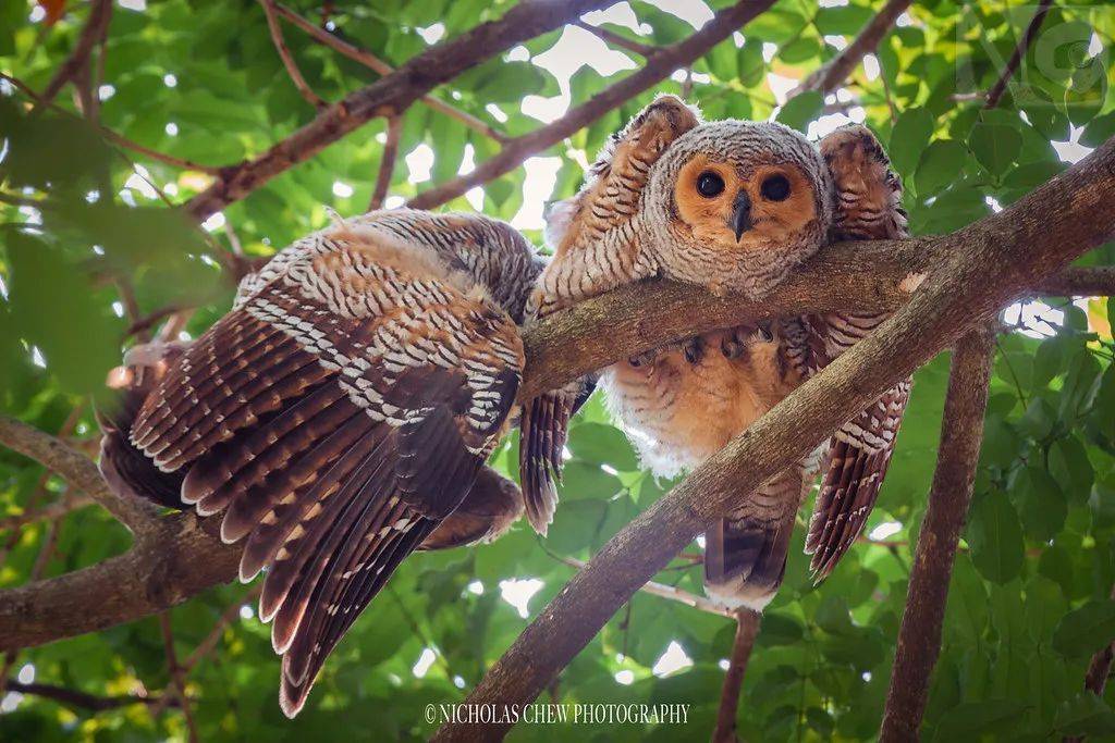 新加坡最好玩的海灘公園!趕海、騎馬、劃艇、樹籬迷宮、燒烤露營,超適合家庭出遊
