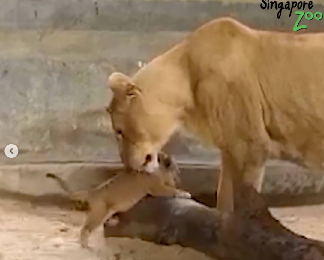激萌！“獅子王”出生在新加坡動物園！網友：好想擁有一只