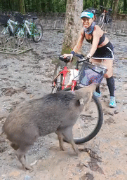 野猪闯祸与民众同罪，去留怎么定？