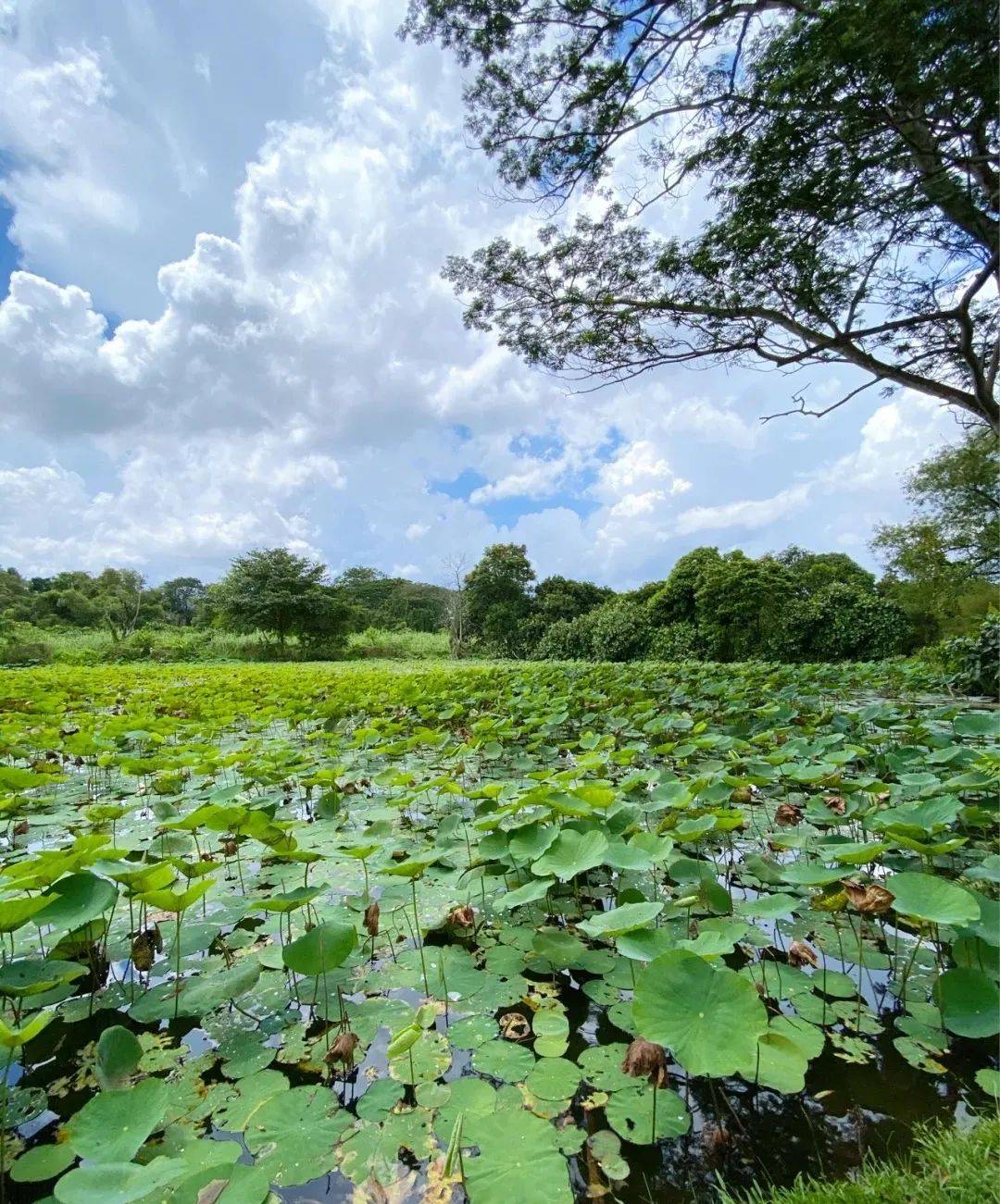新加坡有機農場牧場？還能和羊咩咩親密接觸