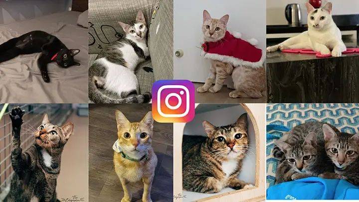 新加坡猫咪嘉年华即将开幕