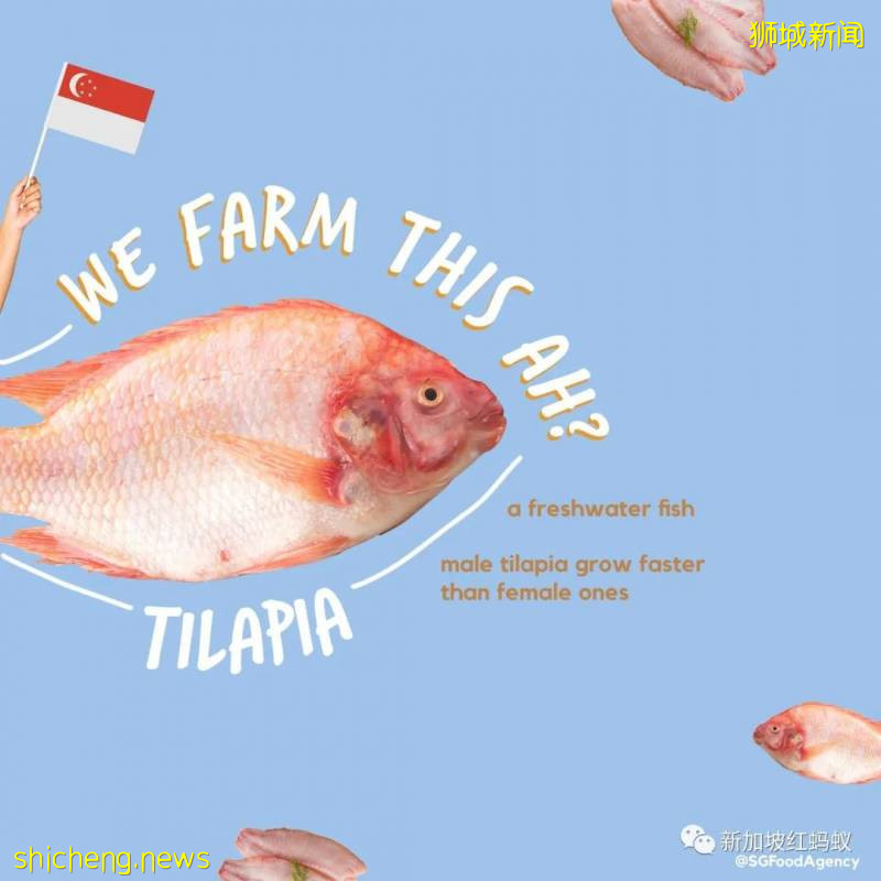 你知道這些蔬果、魚蝦、牛蛙和蛋類都是“新加坡生産”的嗎