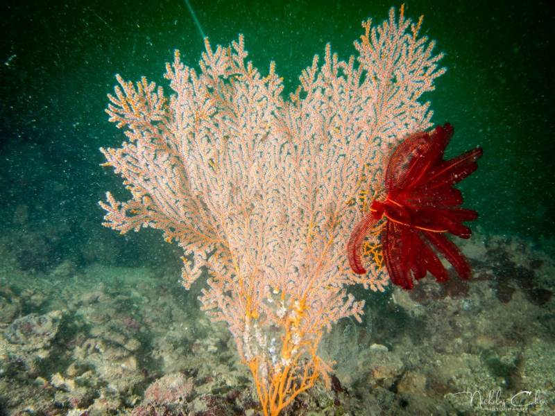 神秘詭魅“新加坡鬼島” Pulau Hantu！ 國內小衆島嶼 窺探潛水愛好者的寶藏之地