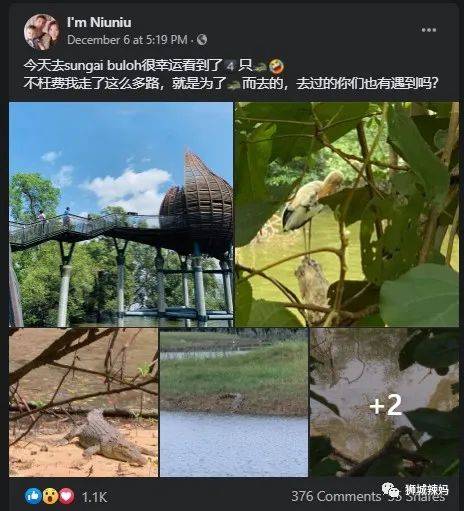 500种热带动植物免费看!超大蜥蜴、候鸟、鳄鱼,新加坡这地儿你肯定没来过