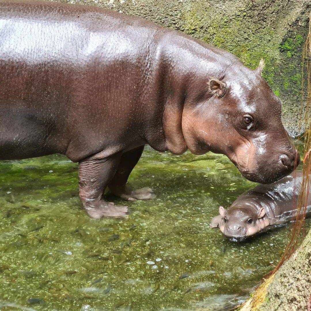 萌翻了~新加坡動物園迎來新生寶寶！長得像佩奇，珍貴賽熊貓