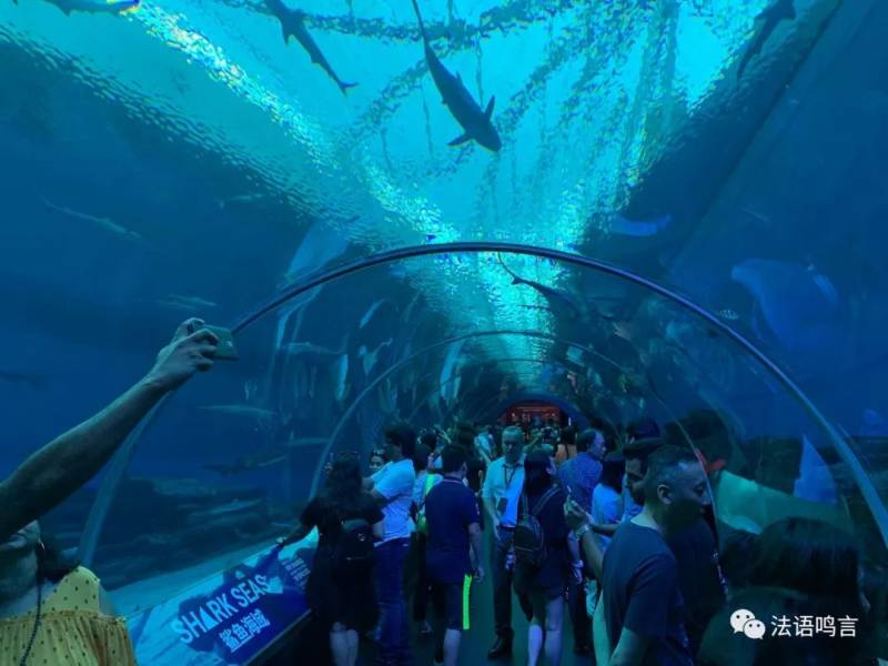 新加坡游记系列（四）：海洋馆&摩天轮打卡