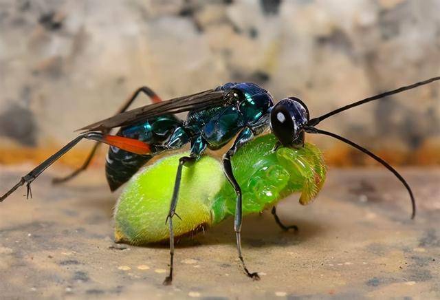 新加坡女子晨跑目擊驚悚場景 蜘蛛慘遭黃蜂截肢 軀幹淪爲幼蜂食物