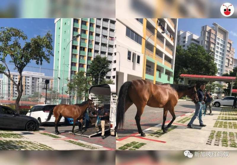 专治心理疾病的马儿出现在新加坡居民楼，原来是