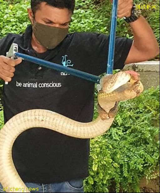 解封後，新加坡有“一對情侶”在馬路上沒戴口罩，公然擁抱!