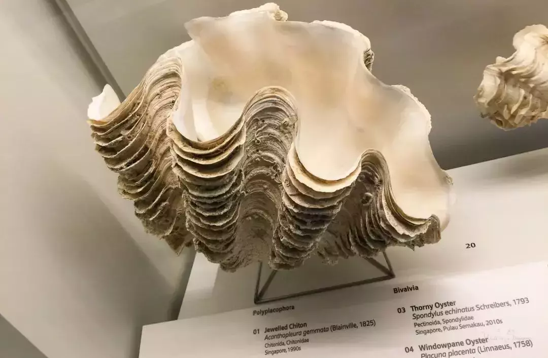 你見過熱戀中的水獺嗎