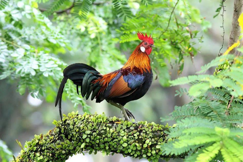 实拍新加坡八哥大战啄木鸟!过程太刺激