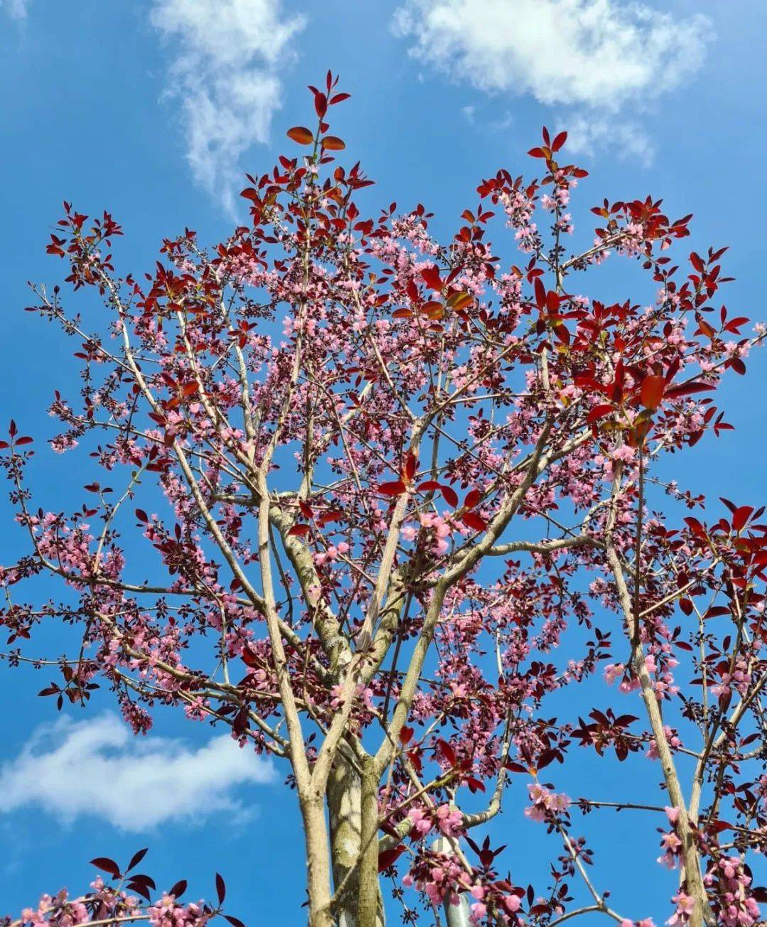 国家公园局发布高清美图!坡岛的春天终于来了!新加坡版樱花你见过没