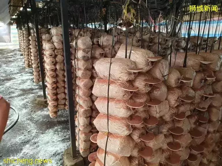 大家都在求代购!这个新加坡网红产品,特别适合送爸妈