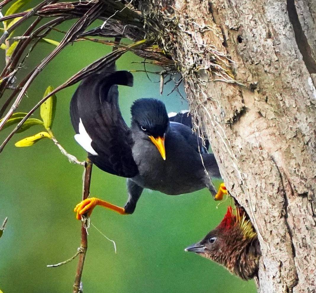 实拍新加坡八哥大战啄木鸟!过程太刺激