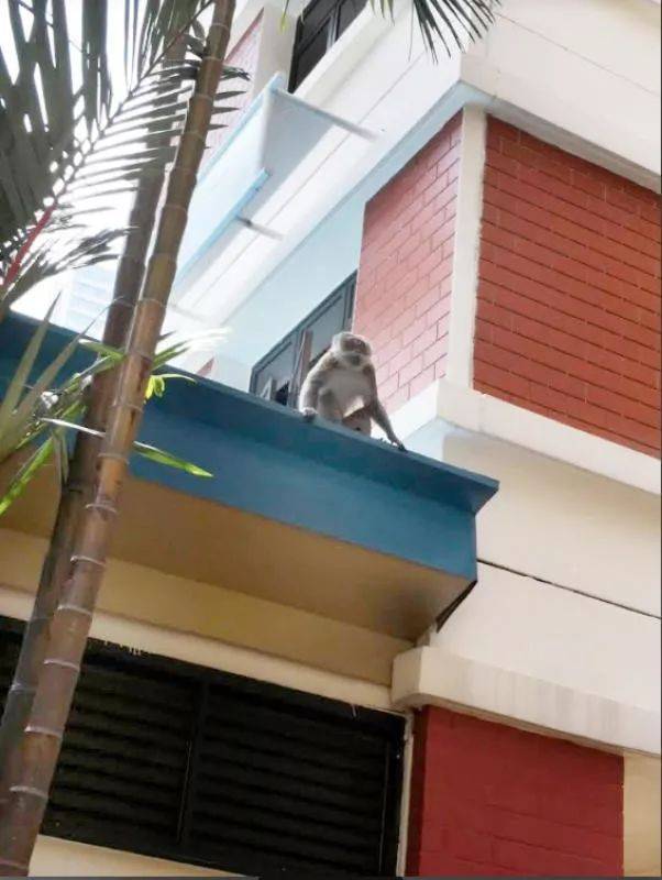 难道……它是想找花果山但迷路，跑到红山来