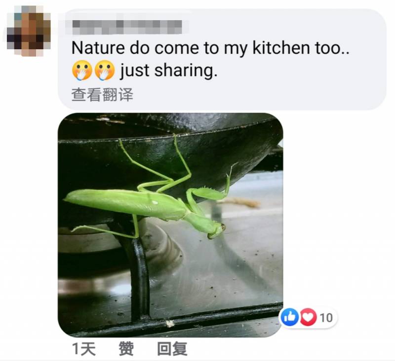 李顯龍總理發了這張小動物照片，竟引來無數人自曝