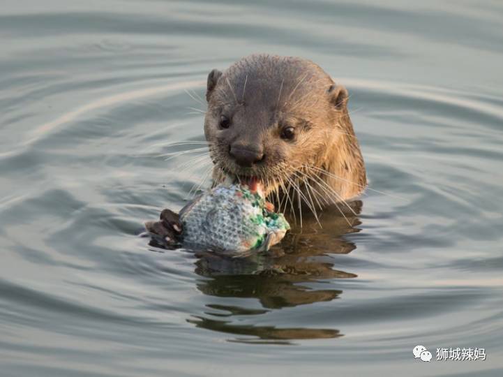 500种热带动植物免费看!超大蜥蜴、候鸟、鳄鱼,新加坡这地儿你肯定没来过
