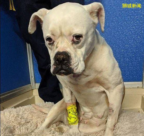 新加坡疯传的虐狗事件,主角被全网人肉!狗狗已经找到