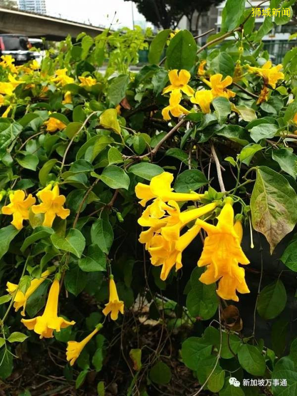 新加坡的“四季”，富有南洋風情的人間煙火氣