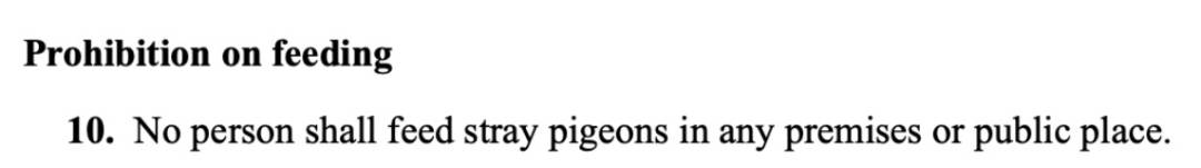 四人在新加坡餵野豬犯法,共被罰1萬新幣!這些罰款規定太多人踩雷