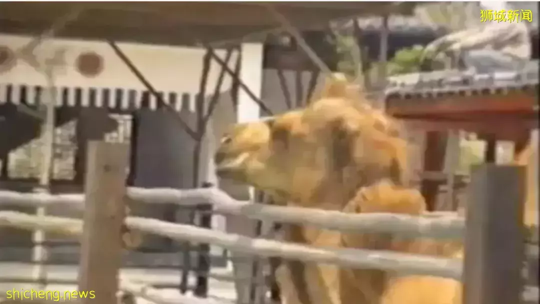 不可思议!新加坡曾有一座唐朝“长安城”,里面有城墙、兵马俑、骆驼