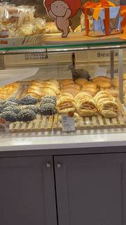 新加坡鸟儿狂吃霸王餐