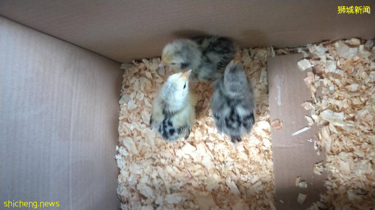 宠物鸡“跳楼” 奇迹生还