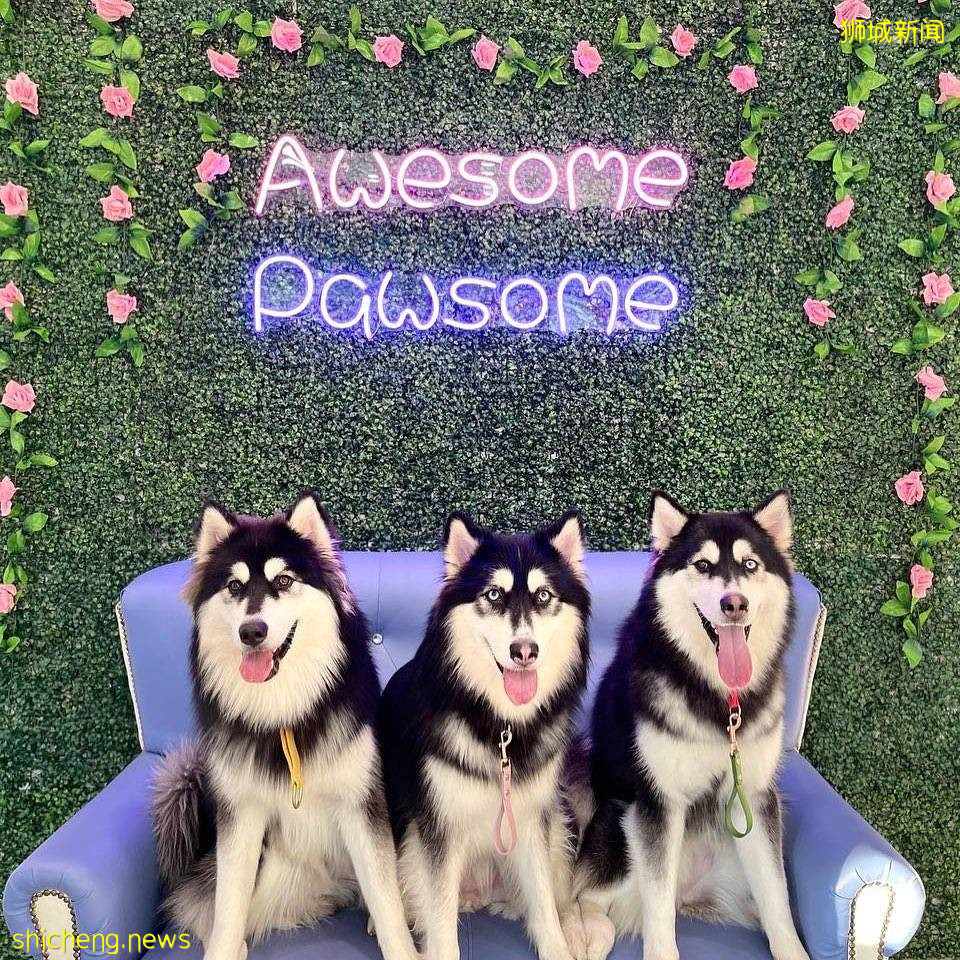 Wooftopia俏皮可爱宠物咖啡厅🐶 呆萌哈士奇坐镇!纯撸狗或带上自家狗狗都可以👌