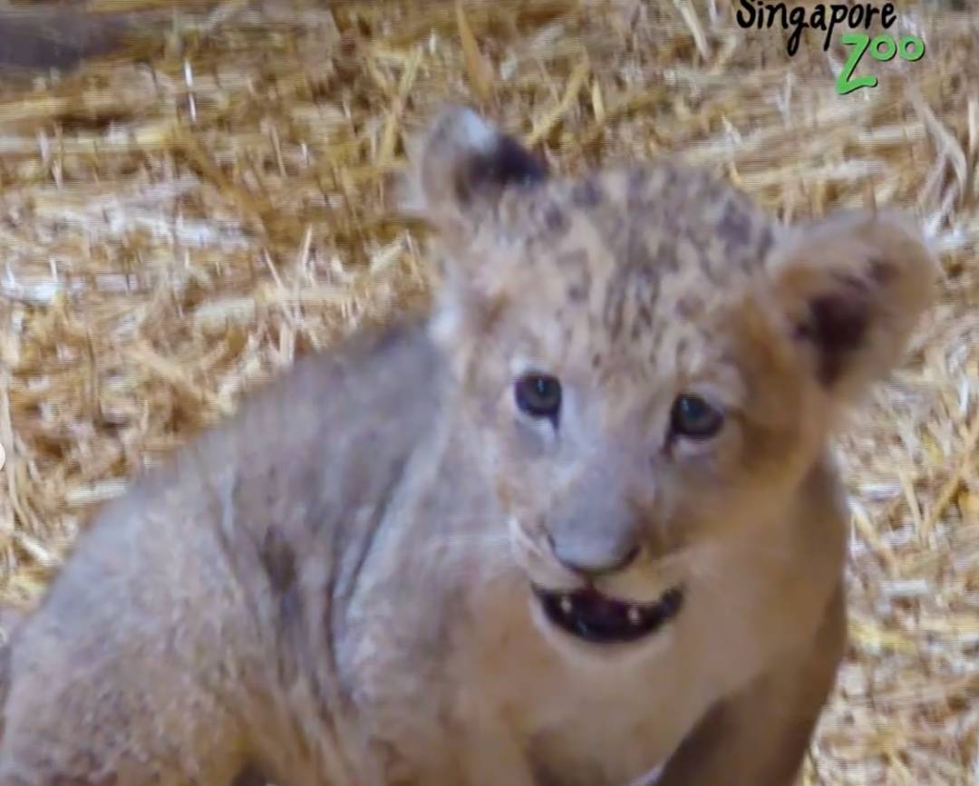 激萌！“獅子王”出生在新加坡動物園！網友：好想擁有一只
