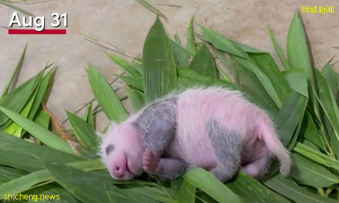 新加坡的熊猫宝宝满月照来了!毛茸茸终于“有熊样”