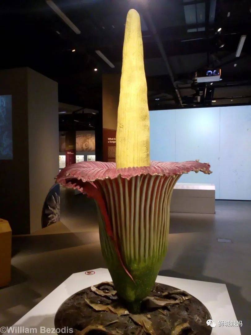 恐龍化石、抹香鯨骨架、初代巨星阿明……100W+動植物標本竟然藏在新加坡這個地方