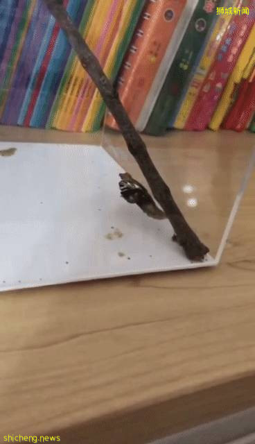 別人家養貓養狗當寵物,我兒子卻喜歡在新加坡養毛毛蟲