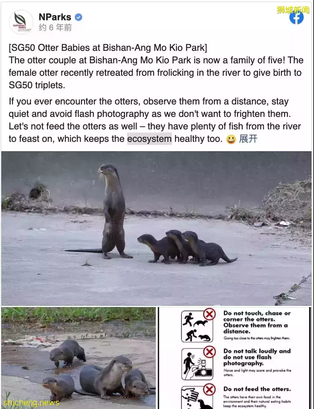 在新加坡，你見過熱戀中的水獺嗎