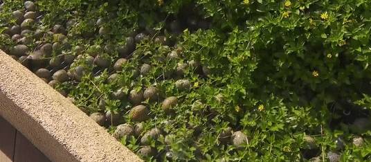 新加坡這個全新骨灰撒土園,太美了