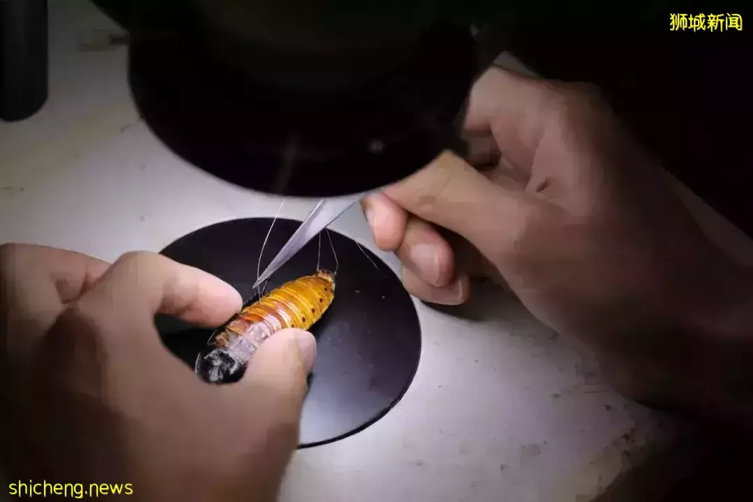 蟑螂恶霸?NTU 科学家研发救援用机械蟑螂