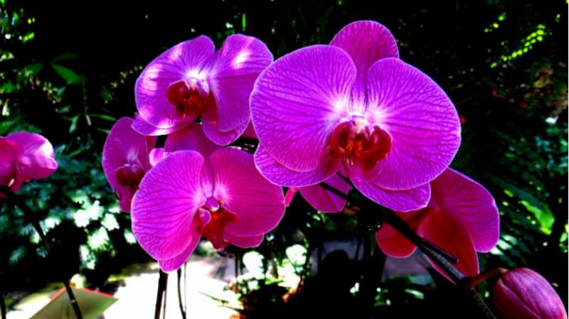 世界文化之旅 走進【新加坡】美食篇：品嘗娘惹糕