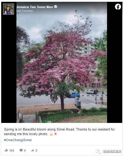 新加坡也有“櫻花”？看看當地領導們如何當起賞花向導