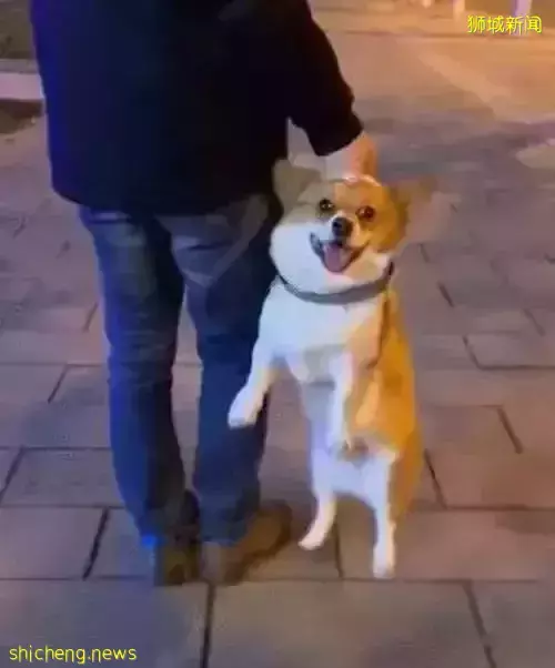 虐狗惹众怒！三巴旺一带男孩遛狗直接将狗绳提起狗狗被悬空