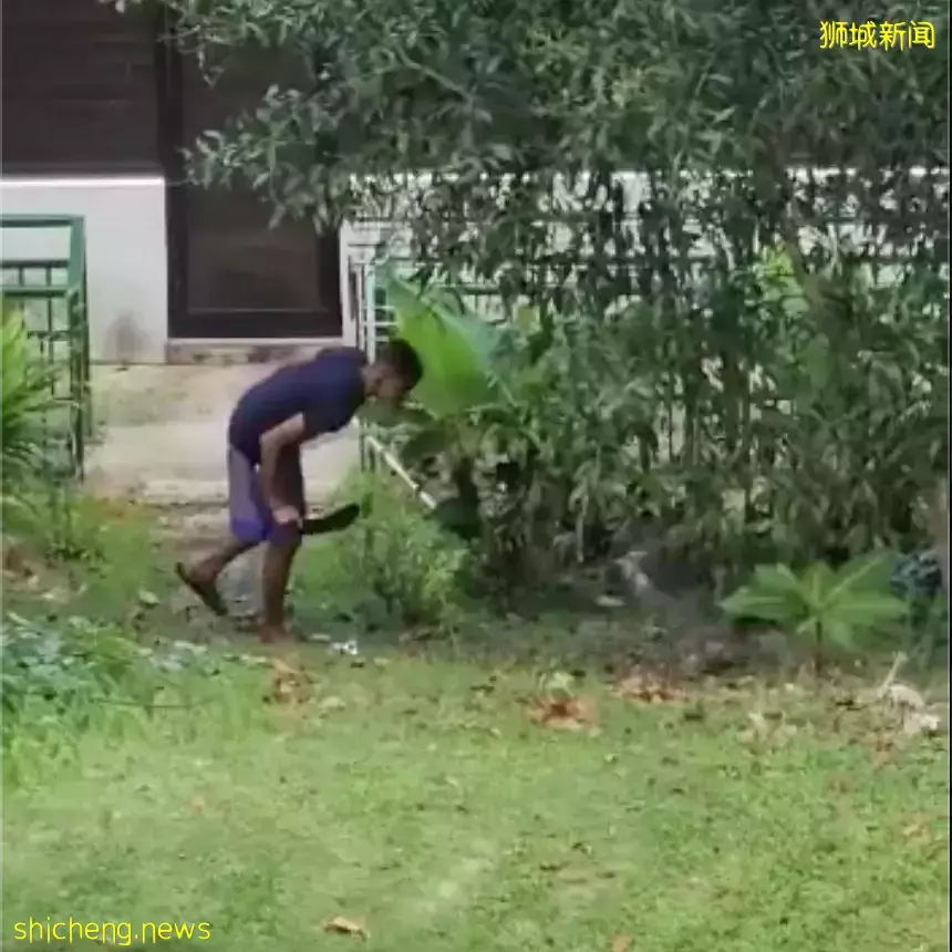 新加坡后港一男子拿着拖鞋狂追虐鸡引公愤，防虐动物协会发文寻人