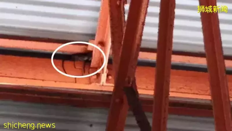 驚!“在新加坡知名熟食中心吃飯,一只老鼠直接掉在我面前”