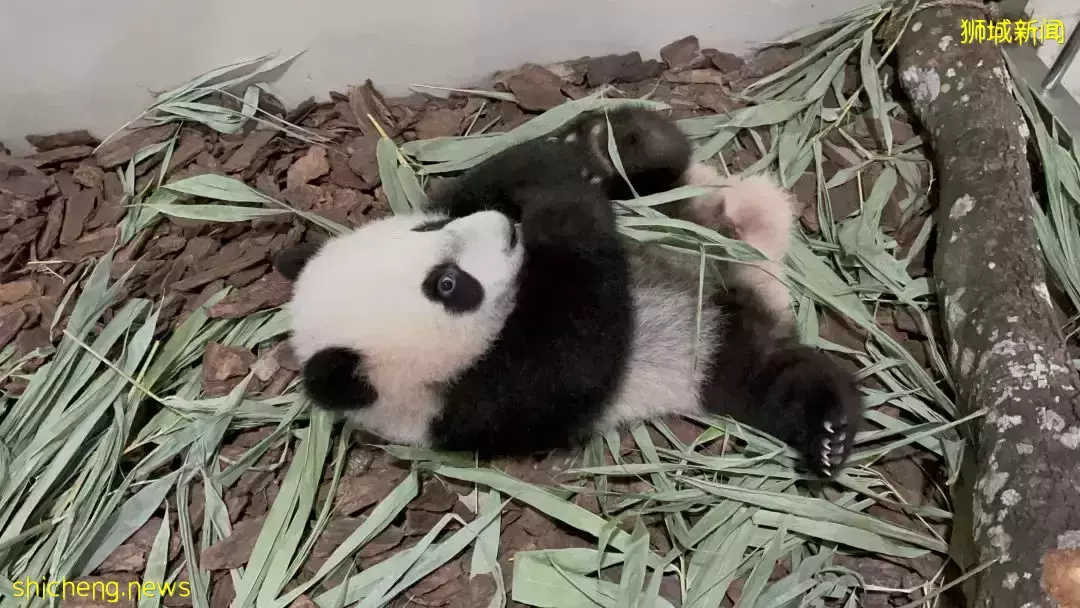 过年会吃多,跟着新加坡小熊了叻叻一起健身