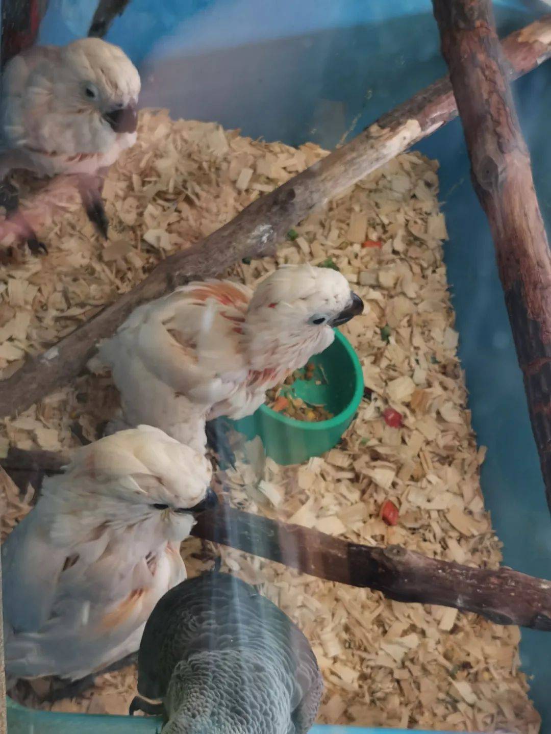 免費送票!帶倆娃嗨翻亞洲最大飛禽園,400多種5000多只鳥,一路驚喜不斷