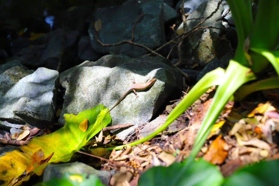 3天小長假！請來新加坡最美的濕地，超500種熱帶動植物免費看