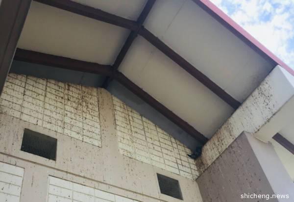 组屋顶楼现鸟患 满墙鸟屎又臭又恶心