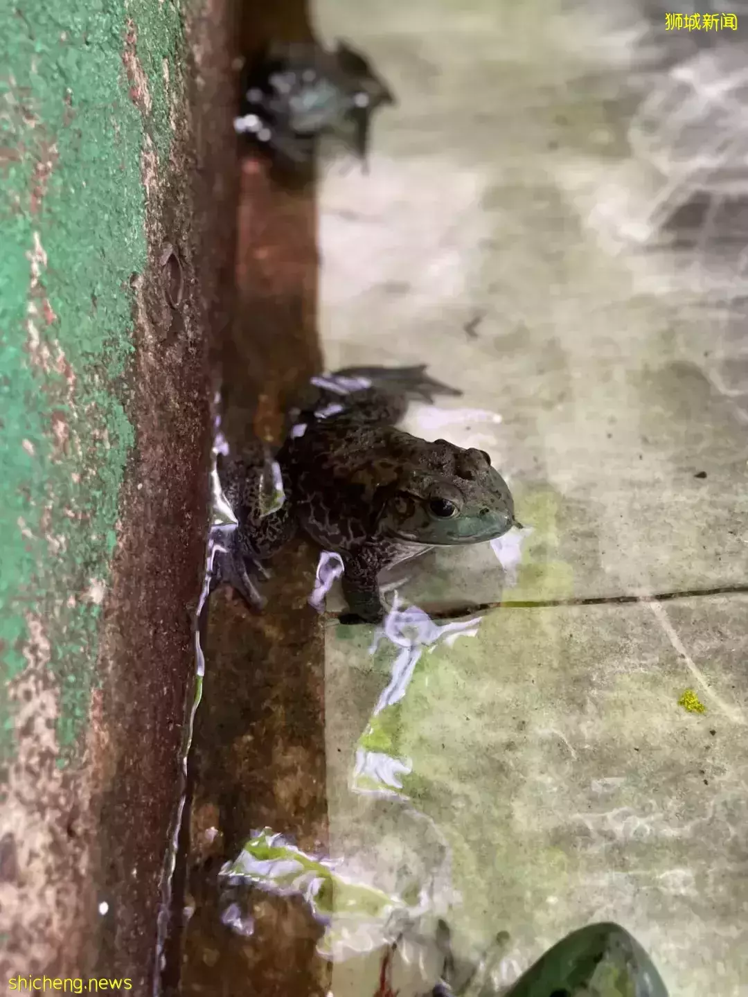 下水抓蛙、摘菜摸鱼、开土摩托……我带娃体验了一把新加坡的农家乐