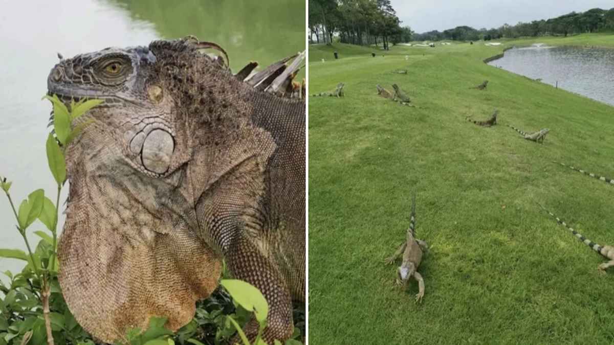 大批鬣蜥在阳光下闲逛，就跟侏罗纪公园一样