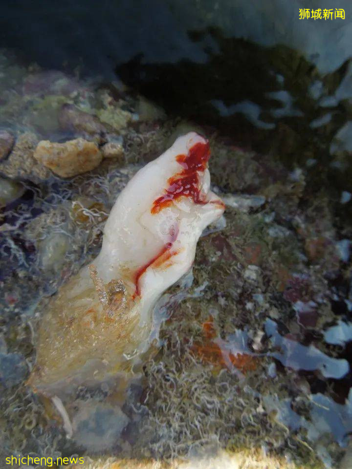 NUS科研 這種神秘海洋生物,竟和人類有共同祖先