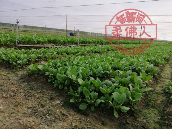 工程师弃狮城高薪 返马干农活 连亏5年后尝硕果